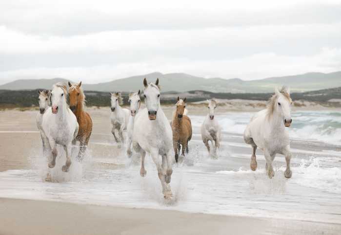 Fototapete White Horses