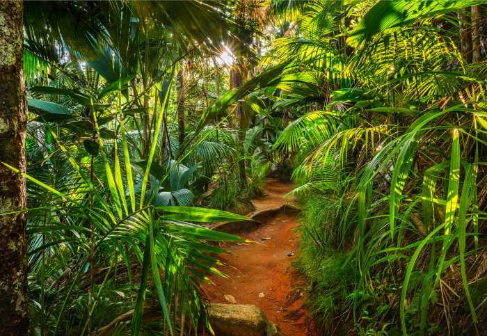 Fototapete Jungle Trail