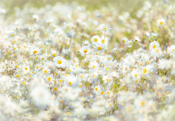 Fototapete Daisies