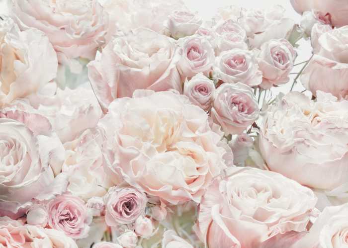 Digitaldrucktapete Spring Roses