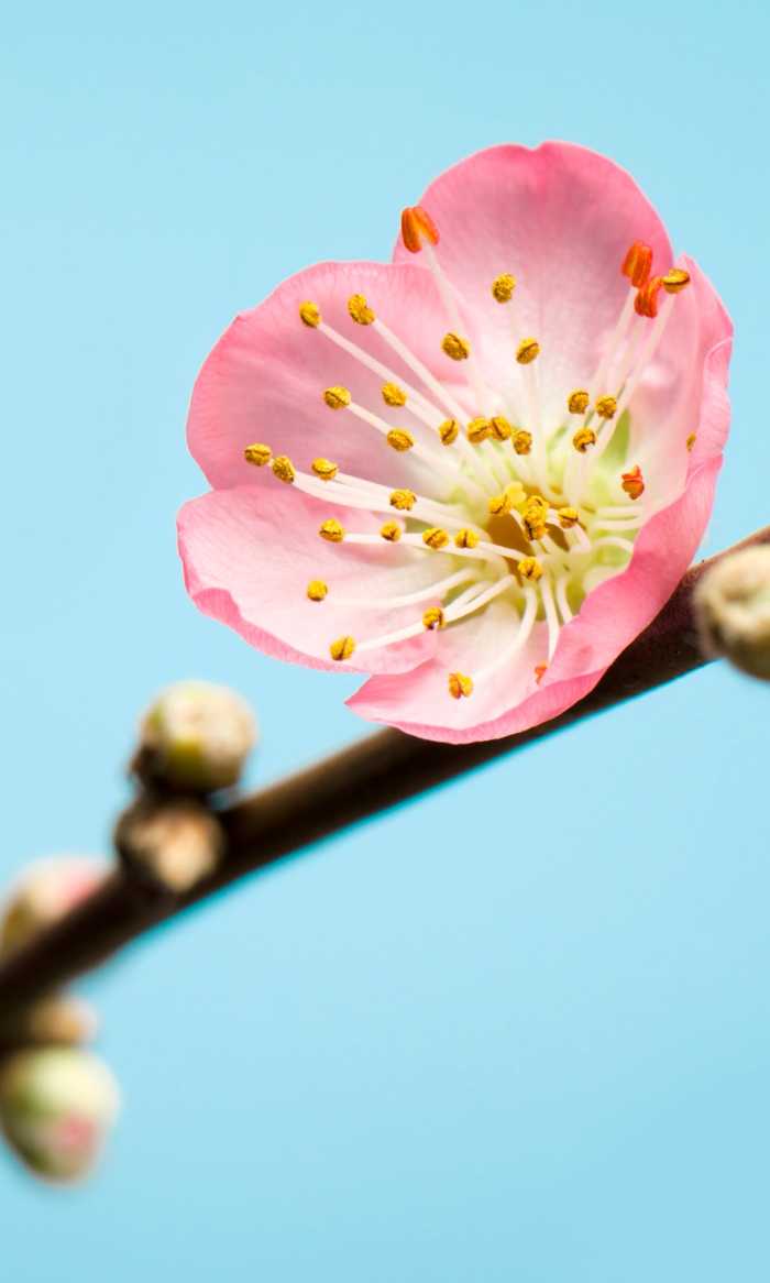 Digitaldrucktapete Peach Blossom