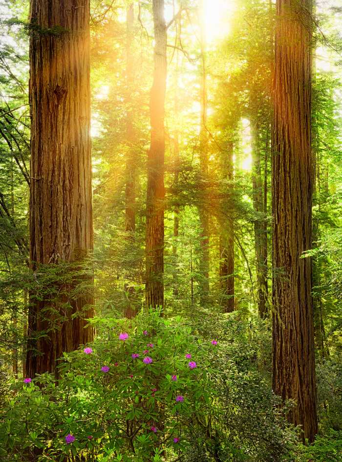 Digitaldrucktapete Redwood