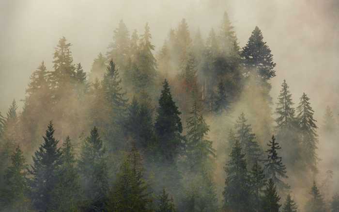 Digitaldrucktapete Mystical Firs