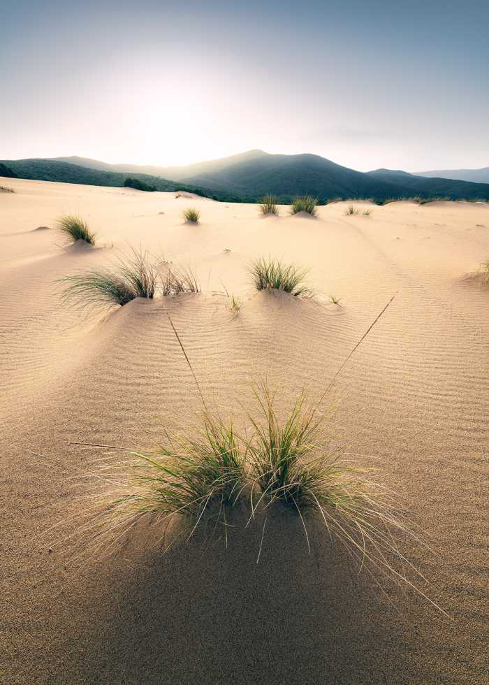 Digitaldrucktapete Vivid Dunes
