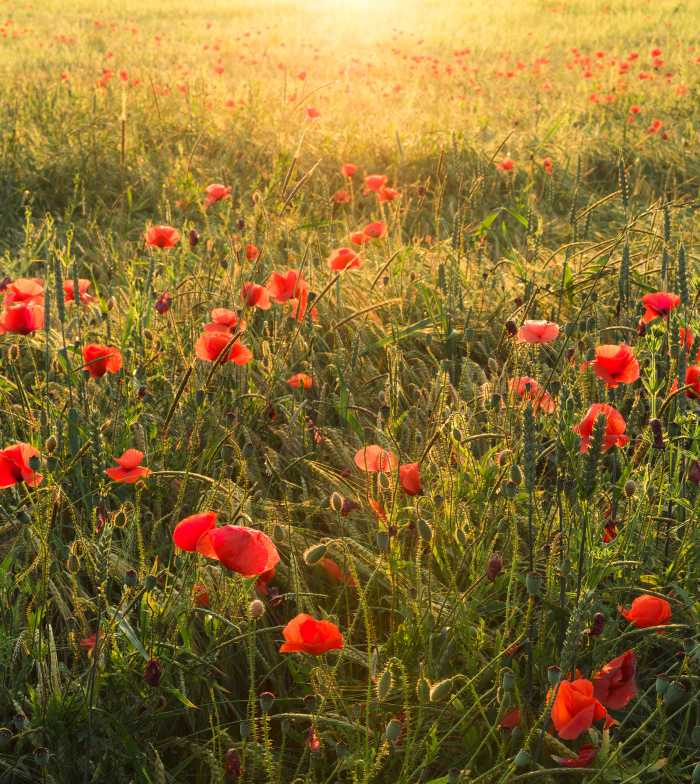 Digitaldrucktapete Poppy World I