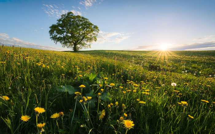 Digitaldrucktapete Frühling auf dem Land