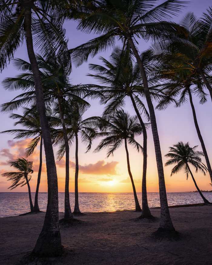 Digitaldrucktapete Palmtrees on Beach