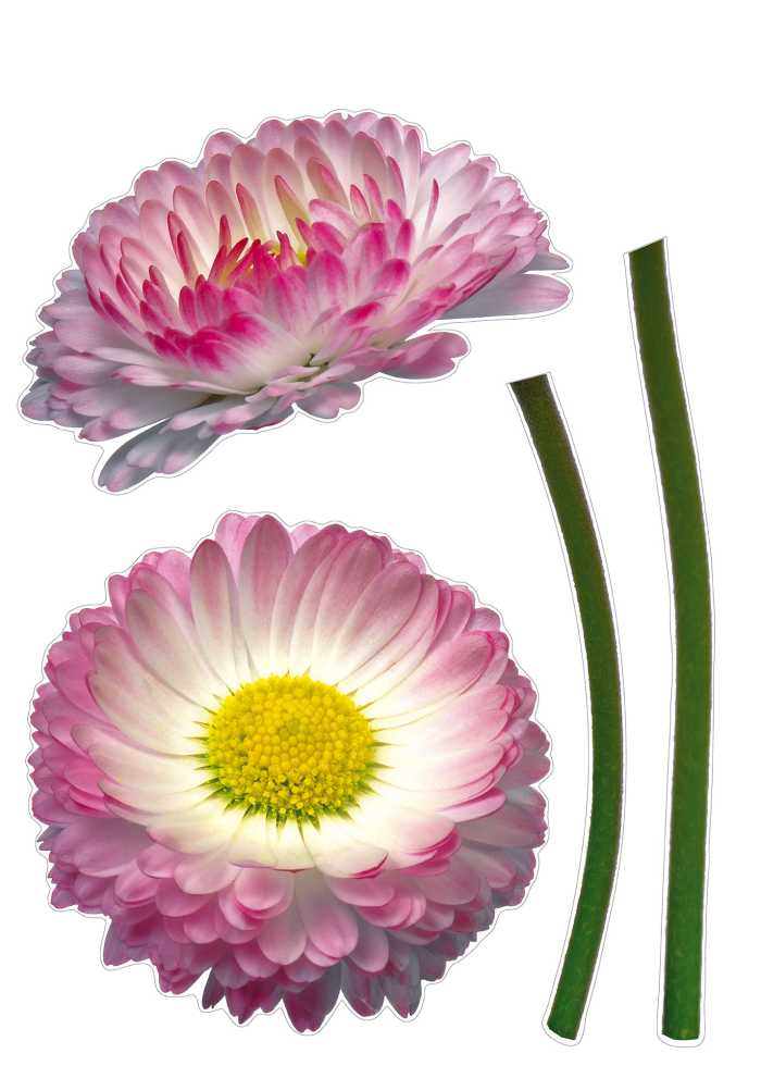 Wandtattoo Daisy