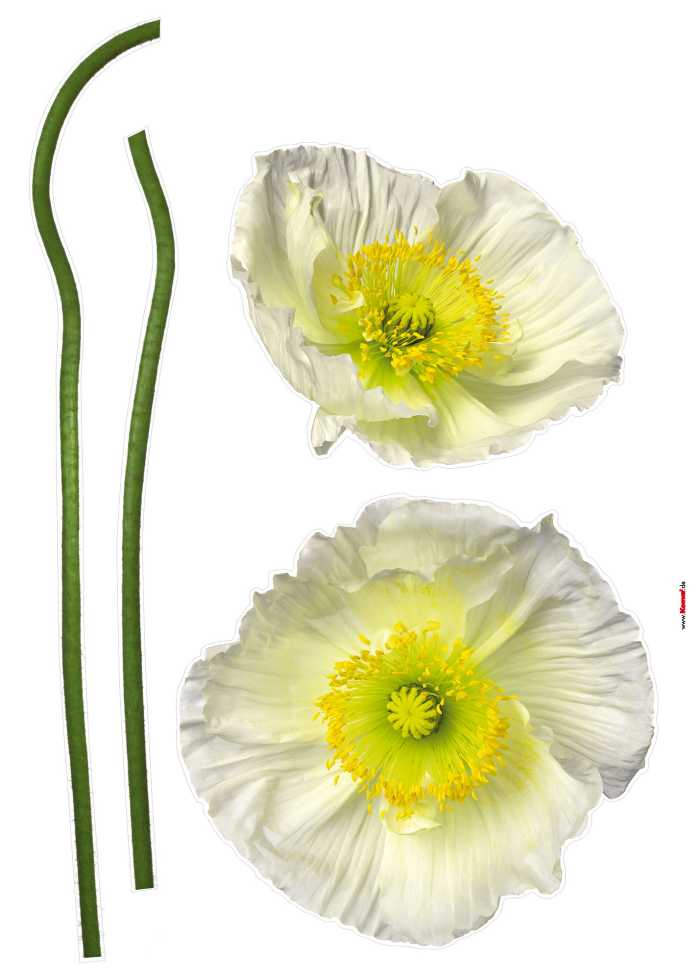 Wandtattoo Pavot Blanc