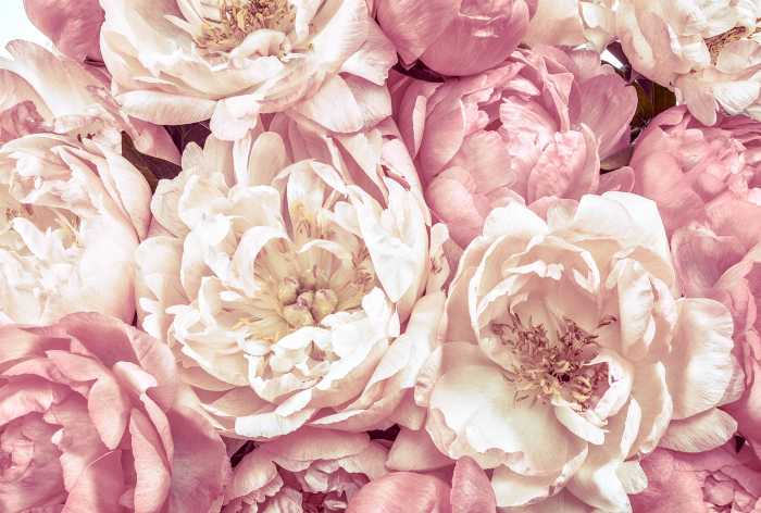 Vliestapete Peonies