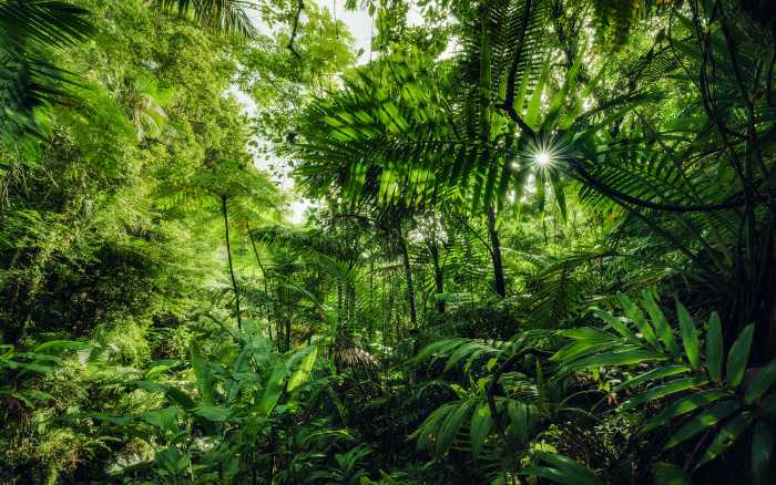 Digitaldrucktapete Into the Jungle