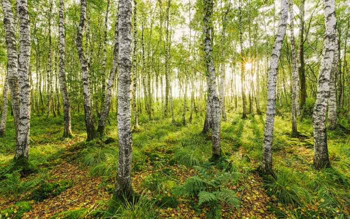 Digitaldrucktapete Birch Trees