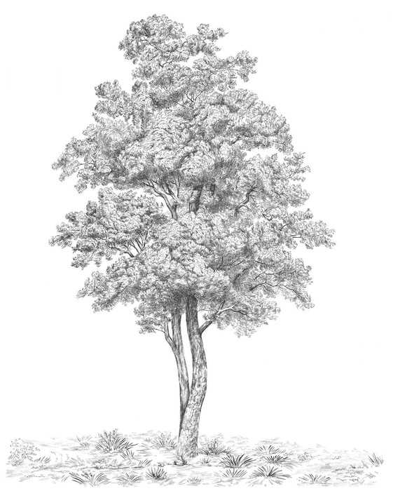 Standard Vlies Arbre