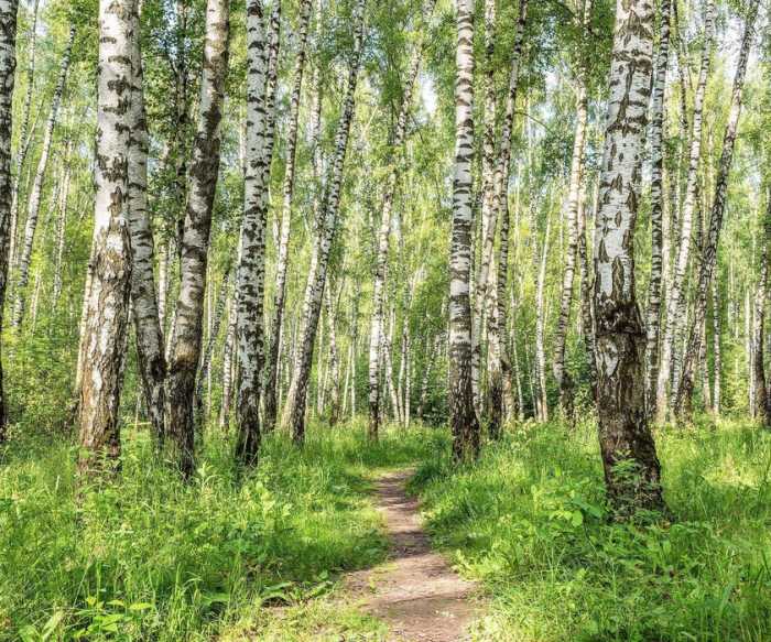 Standard Vlies Forêt de Bouleaux