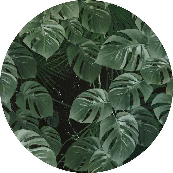 Selbstklebende runde Fototapete auf Vlies Novel Monstera