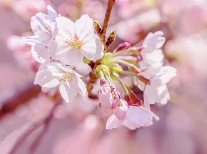 Vlies Pink Blossom