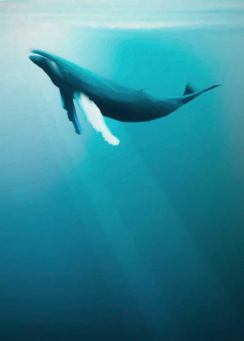 Standard Vlies Artsy Humpback Whale