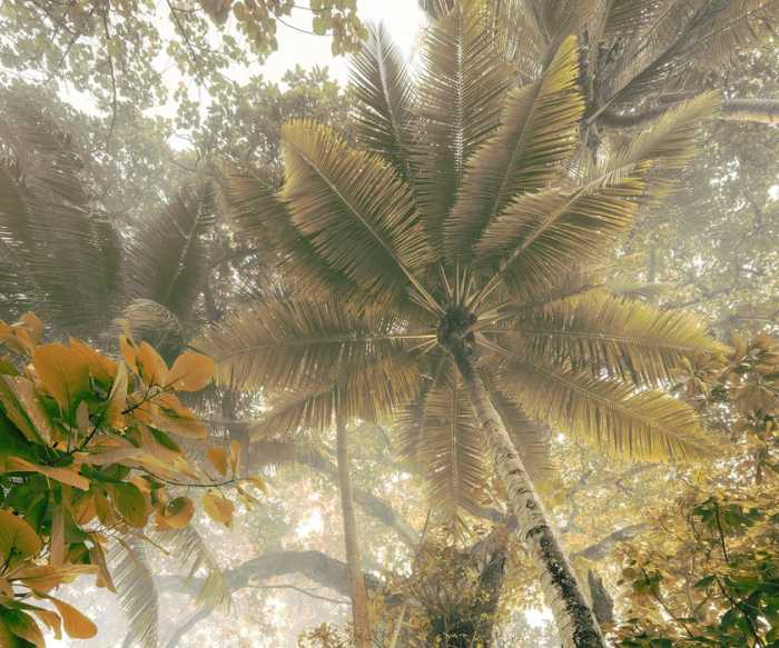 Premium Vlies Palms Panorama