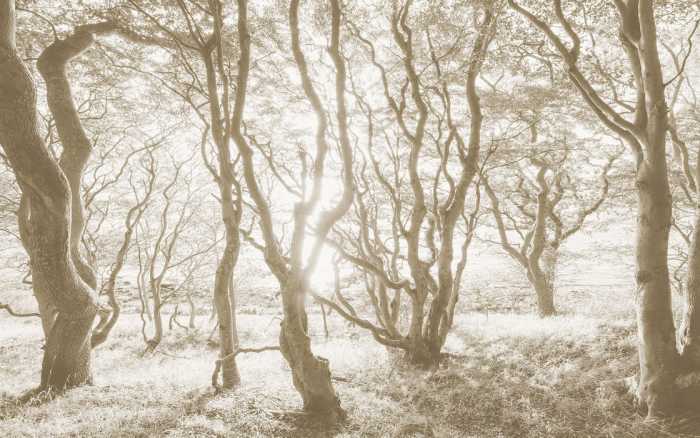 Premium Vlies Bleached Birch