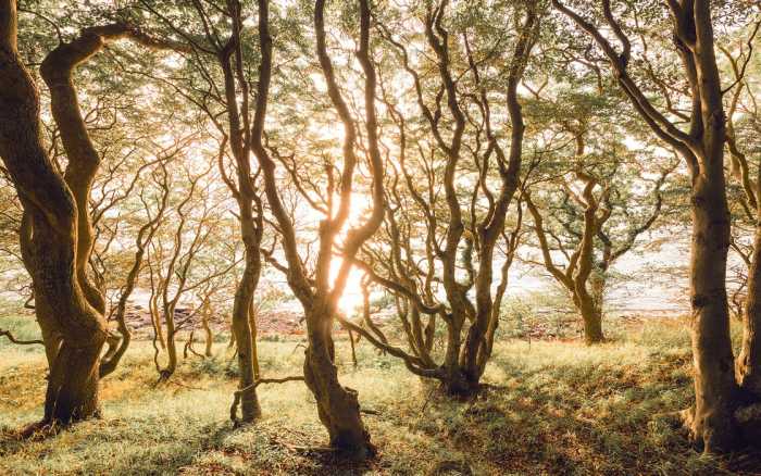 Premium Vlies Bold Birch