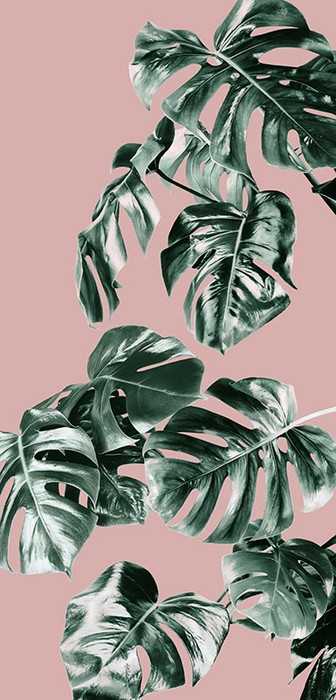 Premium Vlies Monstera Rosé
