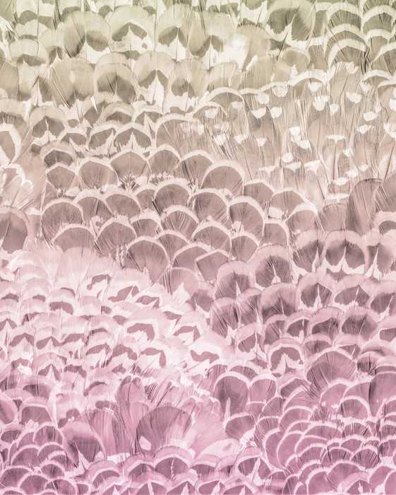 Premium Vlies Pale Feathers