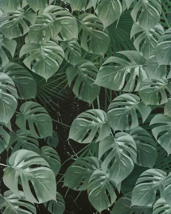 Premium Vlies Monstera on Marble