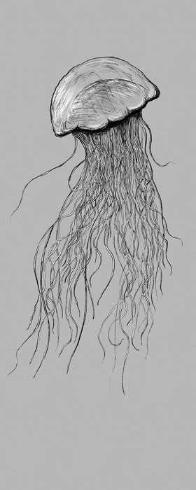 Premium Vlies Jellyfish