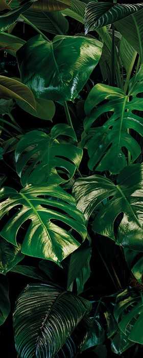 Premium Vlies Tropical Wall