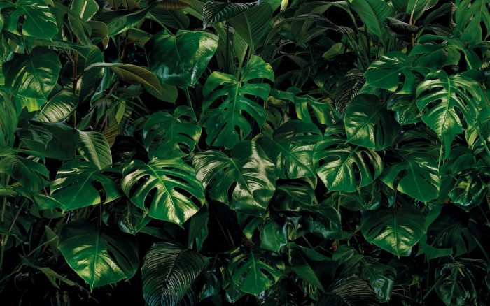 Premium Vlies Tropical Wall