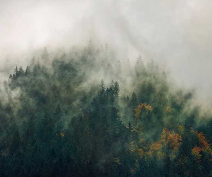 Premium Vlies Tales of the Carpathians