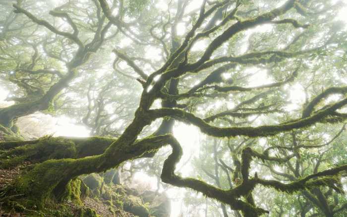 Premium Vlies The Forgotten Forest