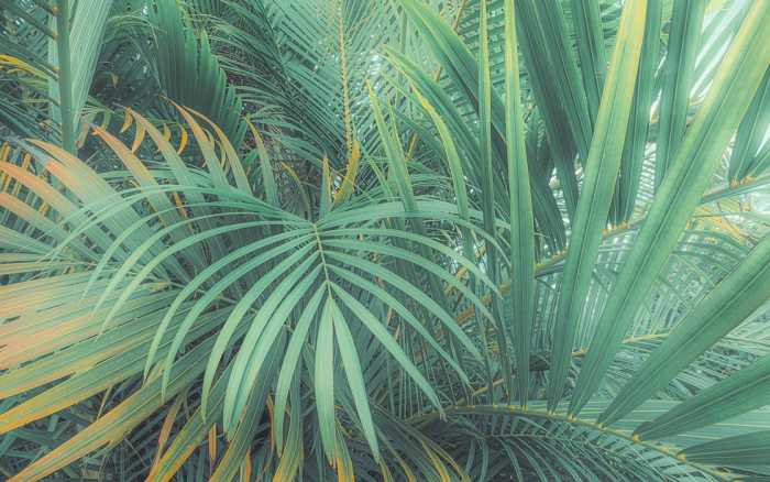 Premium Vlies Foggy Fern