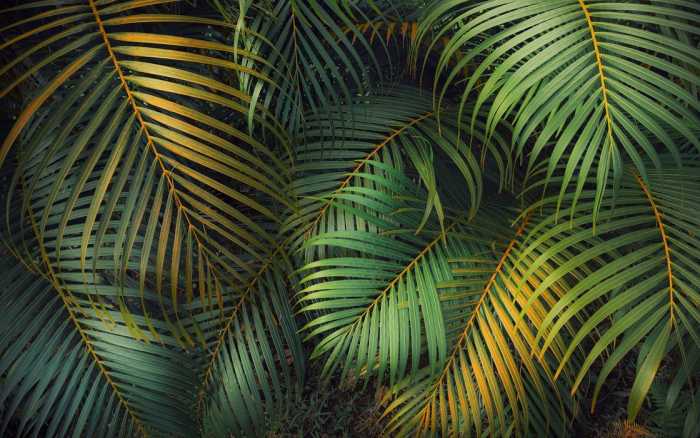 Premium Vlies Amazon Fern