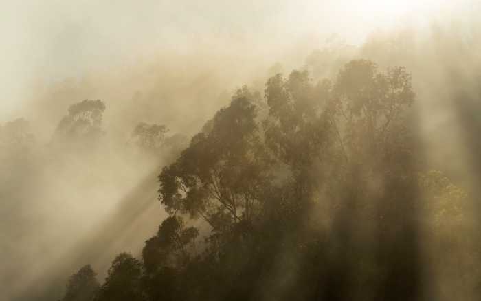 Premium Vlies Foggy Sunshine