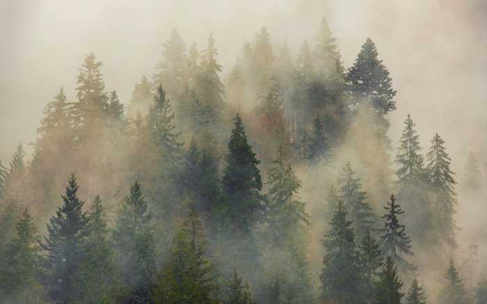 Premium Vlies Mystical Firs
