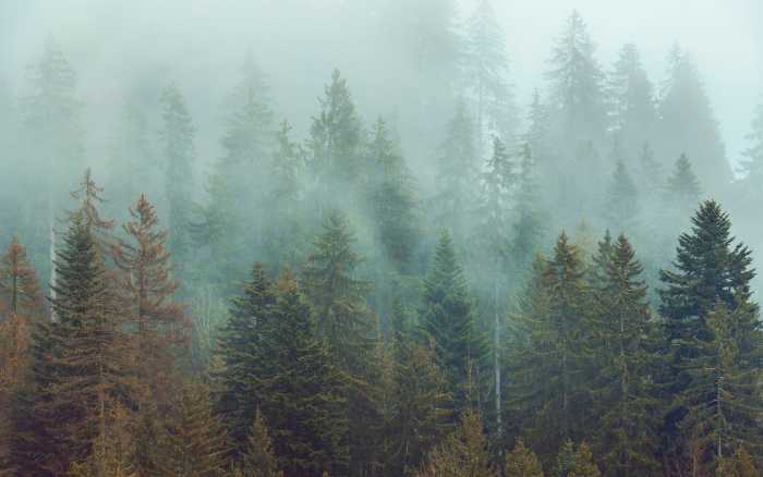 Premium Vlies Foggy Firs