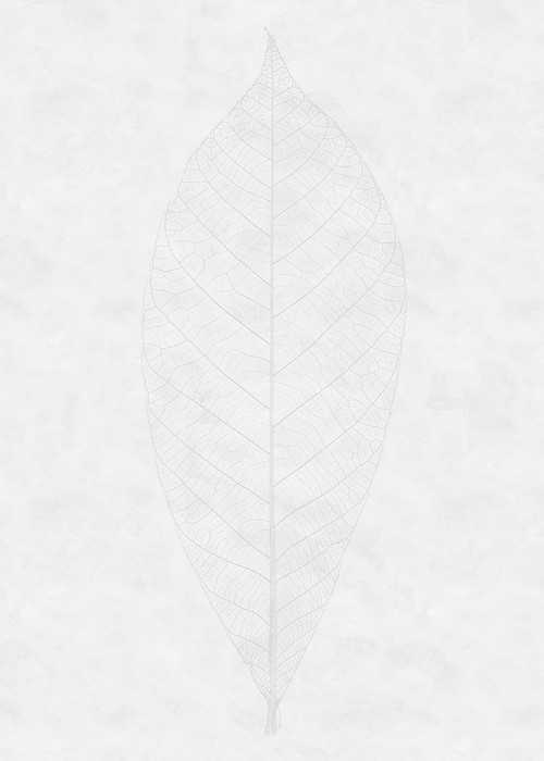 Premium Vlies Decent Leaf