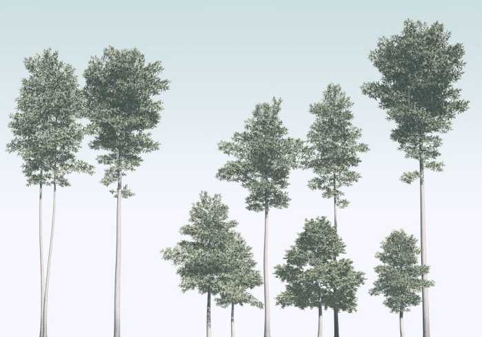 Premium Vlies Pines