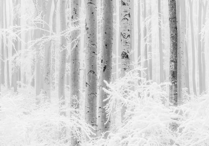 Premium Vlies Winter Wood
