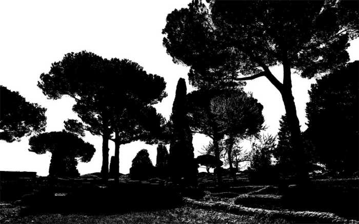 Premium Vlies Pine Trees black-white