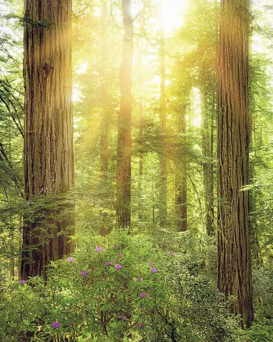 Premium Vlies Redwood