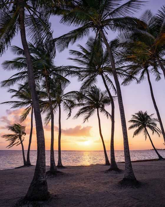 Premium Vlies Palmtrees on Beach