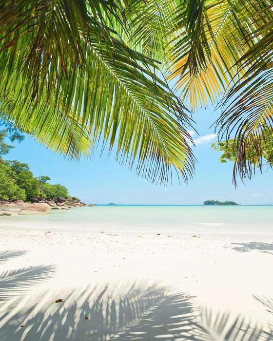 Premium Vlies Under The Palmtree