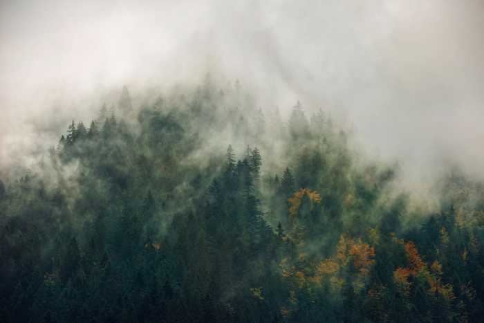 Premium Vlies Tales of the Carpathians