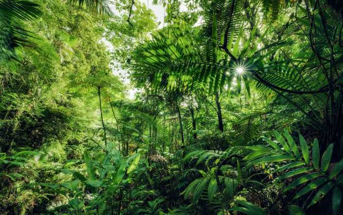 Premium Vlies Into the Jungle