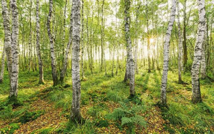 Premium Vlies Birch Trees