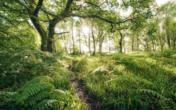 Premium Vlies Mystic Path