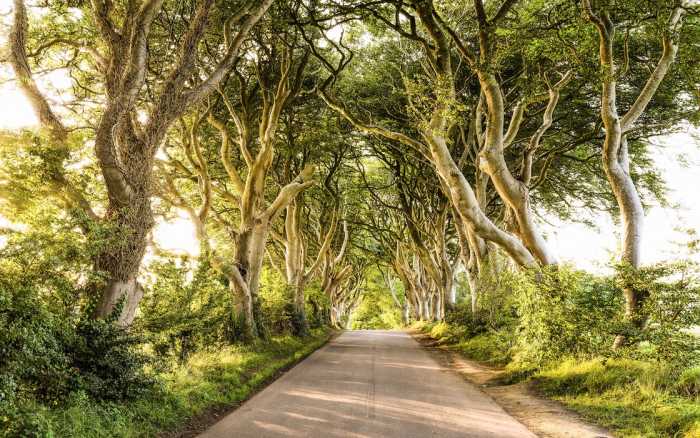 Premium Vlies Golden Hedges
