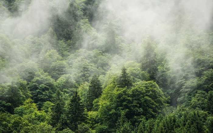 Premium Vlies Forest Land